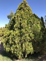 Cupressaceae