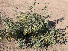 Sphaeralcea angustifolia