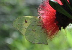 Phoebis neocypris virgo