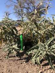 Sphaeralcea angustifolia