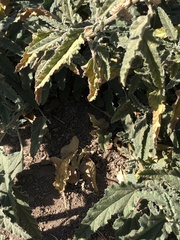 Sphaeralcea angustifolia