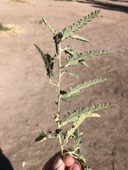 Sphaeralcea angustifolia