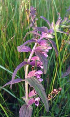 Odontites litoralis litoralis