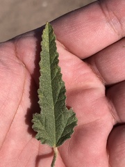 Sphaeralcea angustifolia