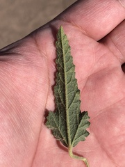 Sphaeralcea angustifolia