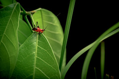 Conocephalus melaenus