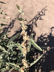 Sphaeralcea angustifolia