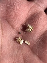 Sphaeralcea angustifolia