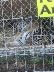 Panthera tigris altaica