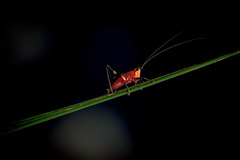 Conocephalus melaenus