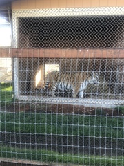 Panthera tigris altaica