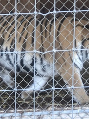 Panthera tigris altaica