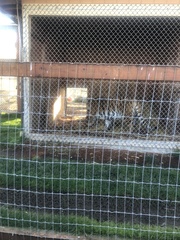 Panthera tigris altaica
