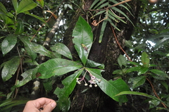 Ardisia opegrapha