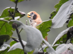 Paradoxornis guttaticollis