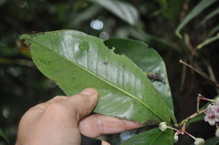 Ardisia opegrapha