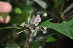 Ardisia opegrapha