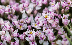 Polygala santacruzensis