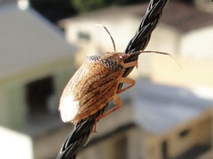 Antiteuchus sepulcralis