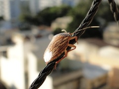 Antiteuchus sepulcralis