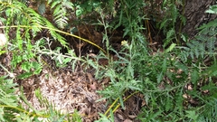 Senecio glomeratus glomeratus