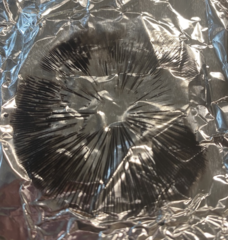 Lacrymaria lacrymabunda