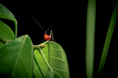 Conocephalus melaenus