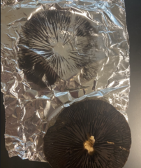 Lacrymaria lacrymabunda