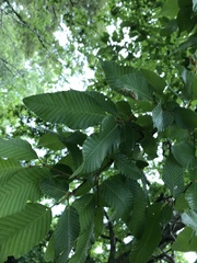Nothofagus alpina