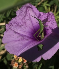 Atractomorpha similis