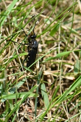 Dasypogon