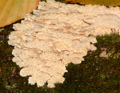 Cerrena zonata