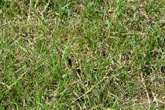 Dasypogon