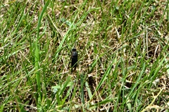 Dasypogon