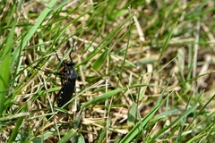 Dasypogon