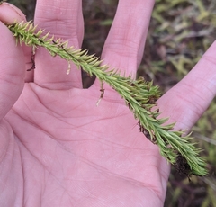 Lycopodiella appressa