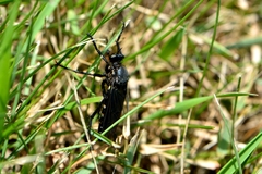 Dasypogon
