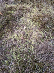 Lycopodiella appressa