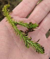 Lycopodiella appressa