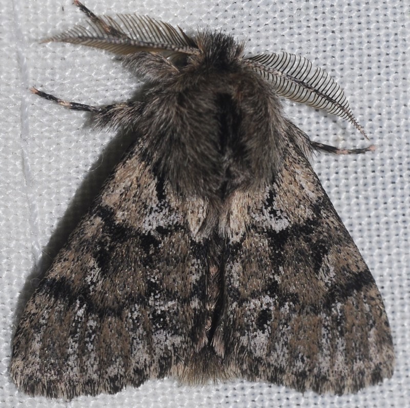 Ocneria atlantica