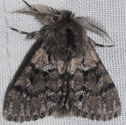 Ocneria atlantica (Rambur, 1837)