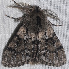 Ocneria atlantica