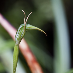 Pterostylis graminea