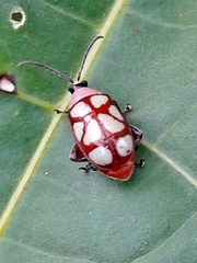 Omophoita magniguttis