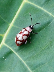 Omophoita magniguttis