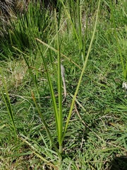 Bolboschoenus caldwellii