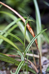 Pterostylis graminea