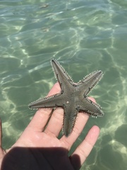 Astropecten duplicatus