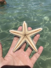 Astropecten duplicatus