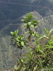 Centropogon brittonianus